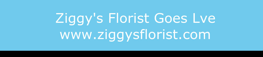 Ziggy’s Florist Dover Goes Live
